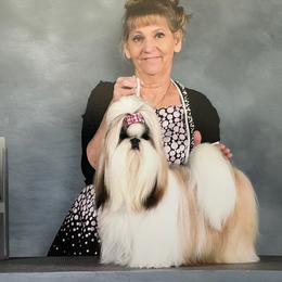 Heidi - Shih Tzu