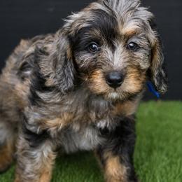 Aussiedoodle, Bernedoodle, Cavapoo, Goldendoodle, and Newfypoo Puppies from Haaspawz