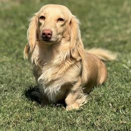 Heaven - Dachshund