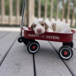 Labradoodle Puppies from Goindoodles