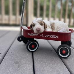 Labradoodle Puppies from Goindoodles
