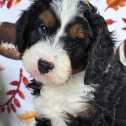 Sam - Tri-color male Bernedoodle puppy in Seymour, Tennessee from Lollie's Doodles