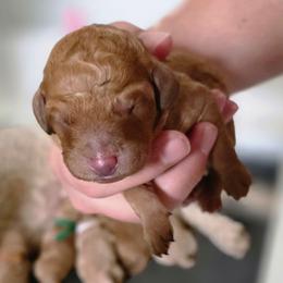 Maple - Apricot female Double Doodle puppy in Oceanside, California from Strong Mountain Doodles