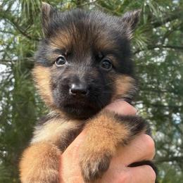 Jolene (purple collar) - Black and red female German Shepherd puppy in Union City, Ohio from God’s Gifts German Shepherds