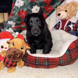 Orange Collar - Fawn sable male Belgian Malinois puppy in Trenton, Georgia from Laeknir K9