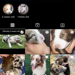 Miniature American Shepherd Puppies from SJC Texas Aussies