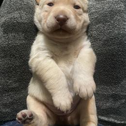 Labrador Retriever Puppies from R Little Retrievers