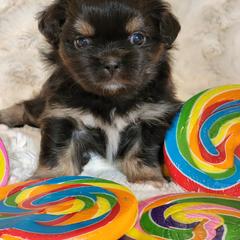 Tibetan Spaniel Puppies from Trillium Tibetan Spaniels