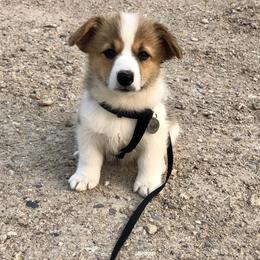 Pembroke Welsh Corgis from Whiting Corgis