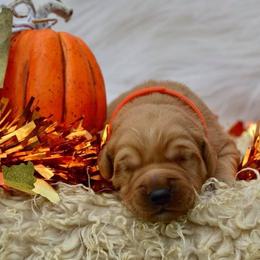 French Bulldog, Golden Retriever, and Labrador Retriever Puppies from Trigger Time Kennels