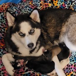 Bella - Siberian Husky