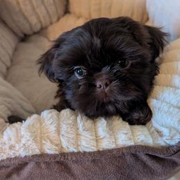 Fynn - Chocolate male Shih Tzu puppy in West Pawlet, Vermont from Morgan's Shih Tzus