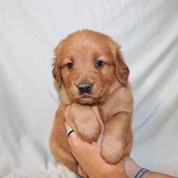 Scone - Dark golden female Golden Retriever puppy in New Weston, Ohio from Bertke AKC Golden Retrievers and Bernese Mountain Dogs