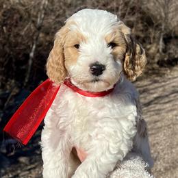 Red Male - Parti male Goldendoodle puppy in Great Falls, Montana from Montana Goldendoodles