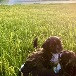 Shih Tzus from Smashville Shih-Tzus