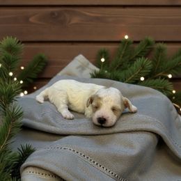 Puppy 4 - Parti male Maltipoo puppy in St. George, Utah from Winchester Hills Poodles and Doodles