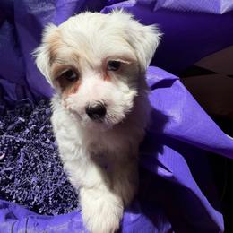 Milo - White male Havanese puppy in Pearland, Texas from Herds Of Havanese