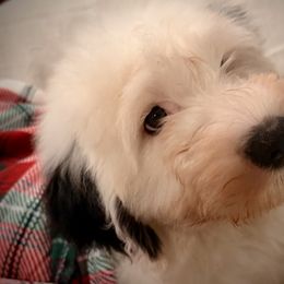 Old English Sheepdog Puppies from Cotufas