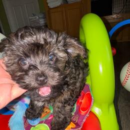 Jango - Tri-color male Yorkipoo puppy in Cedar Springs, Michigan from Pridespoodles