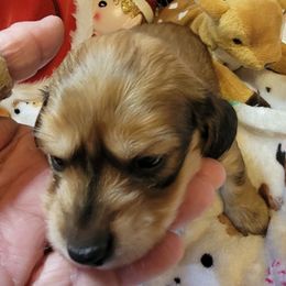 Winter - Sable female Dachshund puppy in Terlton, Oklahoma from CLARK'S BREEDING PROGRAM