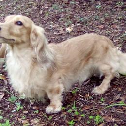 DBs Gallus - Cream male Dachshund puppy in Summerfield, Florida from D & B Ranchette