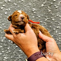 Lucky - Red male Bernedoodle puppy in Forest, Ohio from Mini Doodle Buddies
