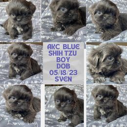 Sven - Shih Tzu puppy in Florida from Rock Creek Shih Tzus
