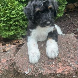 Blue male bern - Tri-color male Bernedoodle puppy in Mc Henry, Maryland from TLC by the Lake Standard Poodle and Doodles