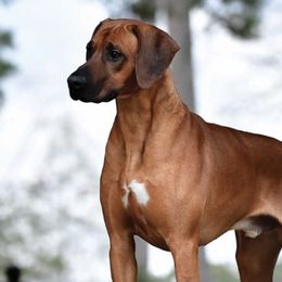 Rhodesian Ridgebacks from Hickory Hives