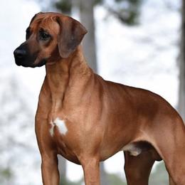 Rhodesian Ridgebacks from Hickory Hives