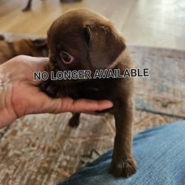 Speck - Brown male Brussels Griffon puppy in Lewiston, Idaho from Rose's Brussels Griffons