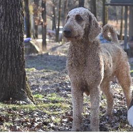 Trinity - Goldendoodle