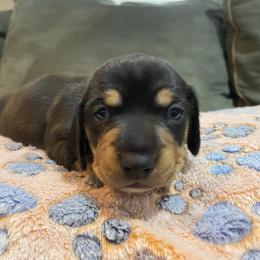 Puppy 2 - Black and tan male Dachshund puppy in Elkton, Virginia from C&J Doxies