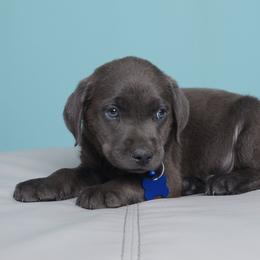 King Khoal - Charcoal male Dilute Retriever puppy in Missouri City, Texas from Labrador Retriever Puppies