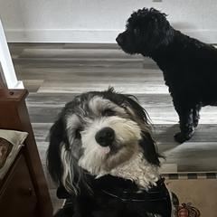 Golden Mountain Doodles and Yorkshire Terriers from Yorkie To Hapiness