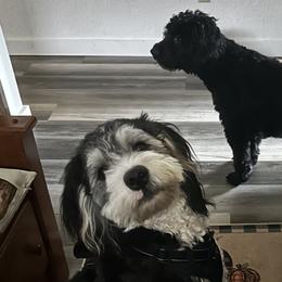 Golden Mountain Doodles and Yorkshire Terriers from Yorkie To Hapiness