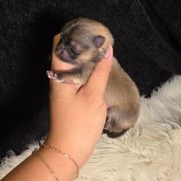 James Wilson - Orange sable male Pomeranian puppy in Smithville, Texas from Lafary Poms