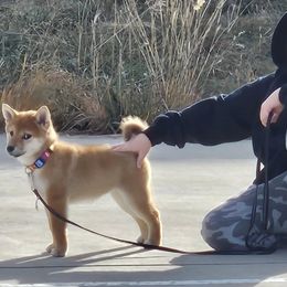 Boston Terriers and Shiba Inu from Diamonds In The Ruff Boston Terriers