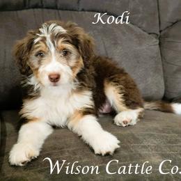 Kodi - Red tri-color female Aussiedoodle puppy in Lancaster, Minnesota from Wilson Cattle Co.