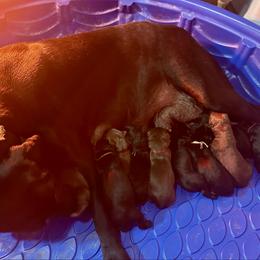 Rose Collar - Black female Labrador Retriever puppy in Lebanon, Oregon from Table Rock Retrievers