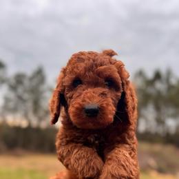 Rocket - Red  male Poodle puppy in Osyka, Mississippi from Southern Sunshine Standards