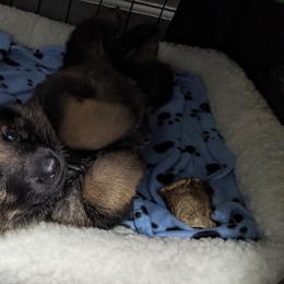 German Shepherd Puppies from Reign Land