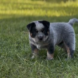 Unnamed - Blue speckled female Australian Cattle Dog puppy in Edwall, Washington from Firecreek Farm & Designs