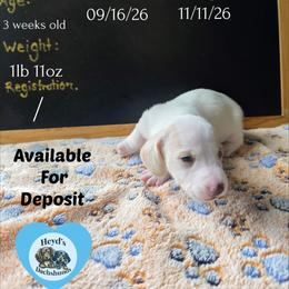 Lou - Piebald male Dachshund puppy in Hoquiam, Washington from Heyd's Mini Dachshunds