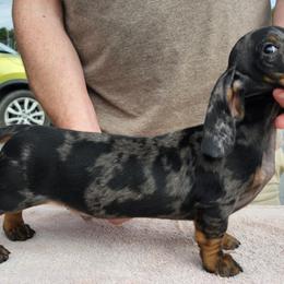 Nash - Dachshund