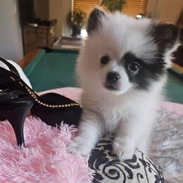 Missy - Black parti female Pomeranian puppy in Mesa, Arizona from Perfectly Pampered Pomeranians