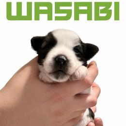 Wasabi - Sable male Chinese Crested puppy in Destin, Florida from Fairy Tale Cresteds