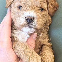 Goldendoodle Puppies from Rosie Doodles AZ