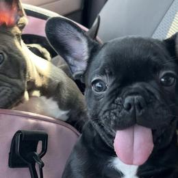 French Bulldogs from Chanelica’s Frenchies