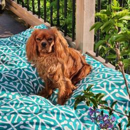 Gideon - Cavalier King Charles Spaniel